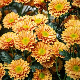 A close-up of warm orange chrysanthemums by Bas Potman