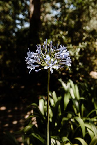 Bloem uit Portugal nr. 4 van Lia Remmelzwaal