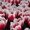 Hollandse tulpen in coloursplash / Dutch tulips in Coloursplash van Joyce Derksen