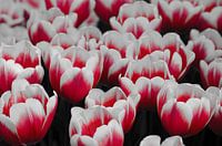 Holländische Tulpen in Coloursplash / Holländische Tulpen in Coloursplash