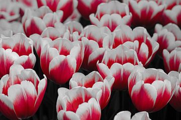 Hollandse tulpen in coloursplash / Dutch tulips in Coloursplash