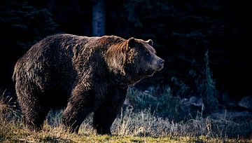 Grizzly Bear by Graham Forrester