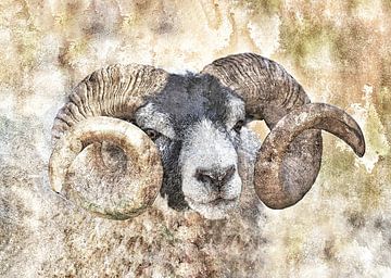 Wild Sheep van Gitta Reiszner