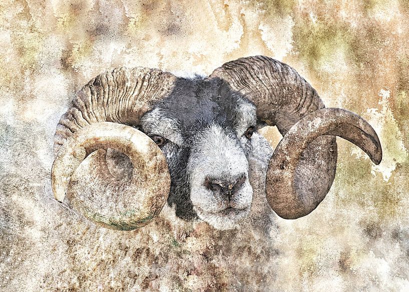 Wild Sheep by Gitta Reiszner