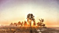 Strabrechtse Heide - Heather