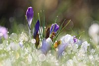 Des crocus dans la rosée du matin