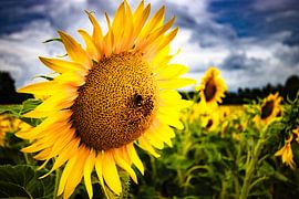 Sonnenblumen von KuLeArt