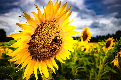 Sunflowers
