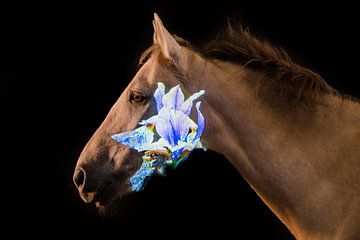 Photographie par projection Iris à cheval sur Ilse Wanner