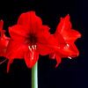 Amaryllis sur Thomas Jäger
