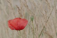 Poppy in a field of wheat by Jaco Verheul thumbnail
