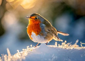 Roodborst in de sneeuw van Kees van den Burg