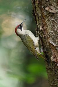 Green Woodpecker ( Picus viridis ), perched on a tree trunk, clinging, in typical pose, wildlife, Eu van wunderbare Erde