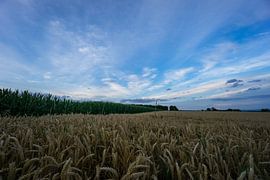 Allemagne - Champ de blé à côté d'un champ de maïs à l'aube avec un ciel bleu sur adventure-photos