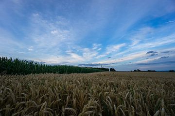 Duitsland - Korenveld naast korenveld bij dageraad met blauwe lucht van adventure-photos