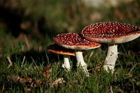 Rot mit weißen Punkten Pilz