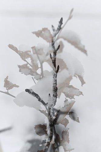 Abstracte fotografie | Minimalisme | Winterlandschap III