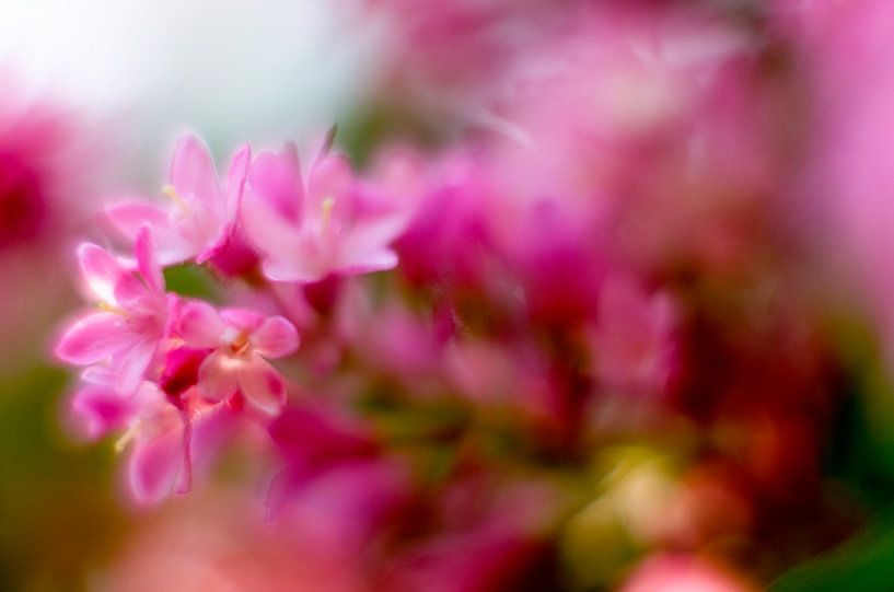 Beauty of Nature von Richard Marks