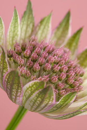 Veel roze: Een olijfgroen met roze Zeeuws Knoopje