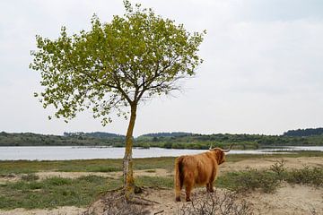 Schotse Hooglander bij boom van Susan Dekker