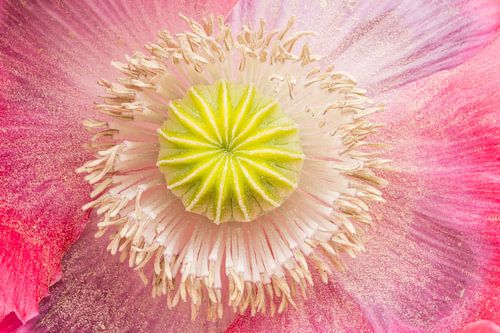 Nahaufnahme von Mohn