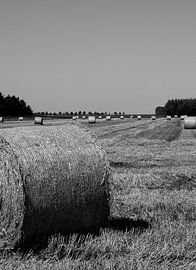 Bottes de paille rondes sur Wim de Lange