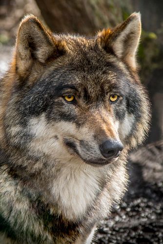 The look of a Carpathian wolf