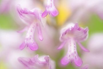 Orchidee soldaatje van Elles Rijsdijk