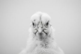 Schwarz-Weiß Hühner-Porträt von Poster Art Shop