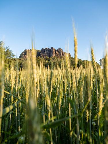 Pfaffendorf, Sächsische Schweiz - Weizenähre vorm Pfaffenstein von Pixelwerk