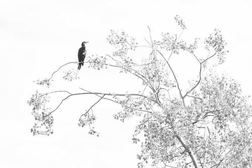 Bird in black and white version.