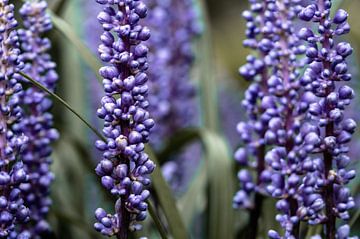 bloemen part 461 van Tania Perneel