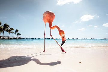Flamingo Friday by Claire Droppert