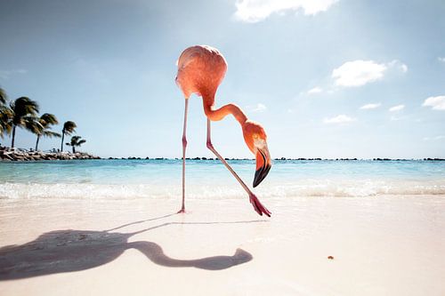 Flamingo Friday