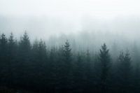 Foggy forest
