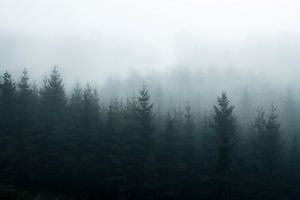 Foggy forest von Joris Machholz