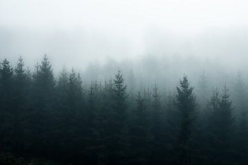 Forêt brumeuse sur Joris Machholz
