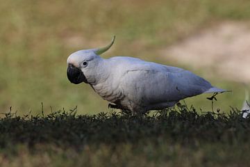Sulphur-Crested Cockatoo (Cacatua galerita), Queensland, Australia by Frank Fichtmüller