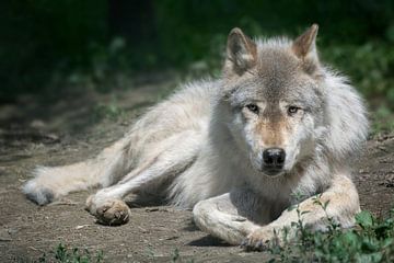 Starende wolf, Yoho NP Canada van Christa Thieme-Krus