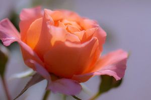 rose orange tendre sur Tania Perneel