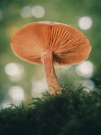 Under the Donsvoetje by Richard Stoop