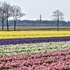 Tulpen en Hyacinten van Henk de Boer
