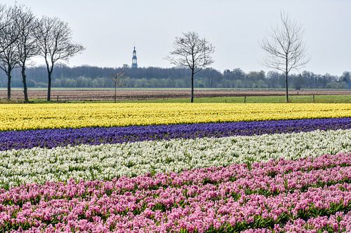 Tulips and hyacinths