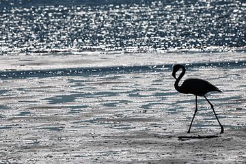 Flamingo op het strand van Debbie Dewaele