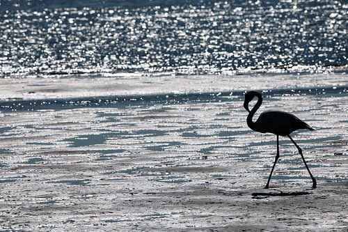 Flamingo op het strand