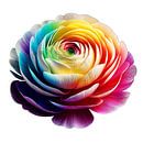 Ranuncula - Flower Power von Eric Nagel Miniaturansicht