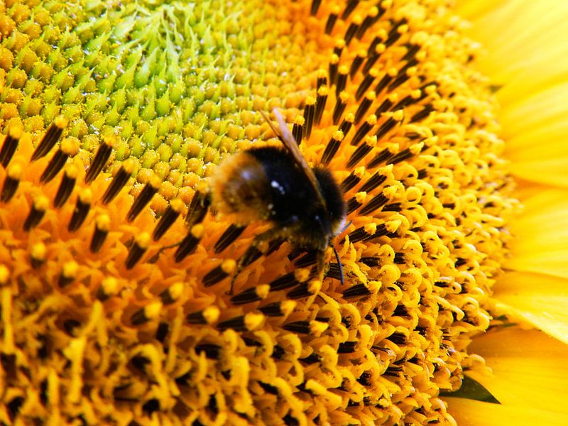 Gele zonnebloem van Jellie van Althuis