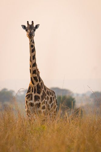 Girafe le long du Nil sur Dennis Van Den Elzen