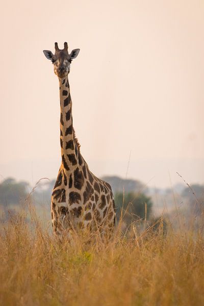 Giraffe langs de Nijl van Dennis Van Den Elzen