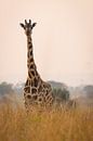 Giraffe langs de Nijl van Dennis Van Den Elzen thumbnail